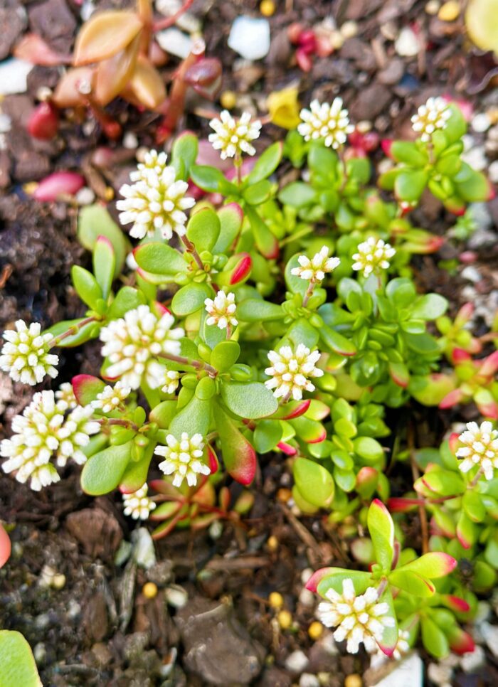 Cutting – Crassula Pubescens subsp. Radicans - Image 2