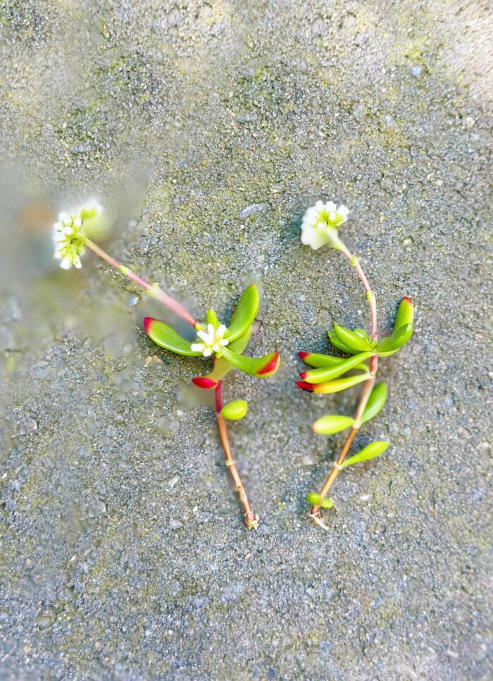 Cutting – Crassula Pubescens subsp. Radicans - Image 4
