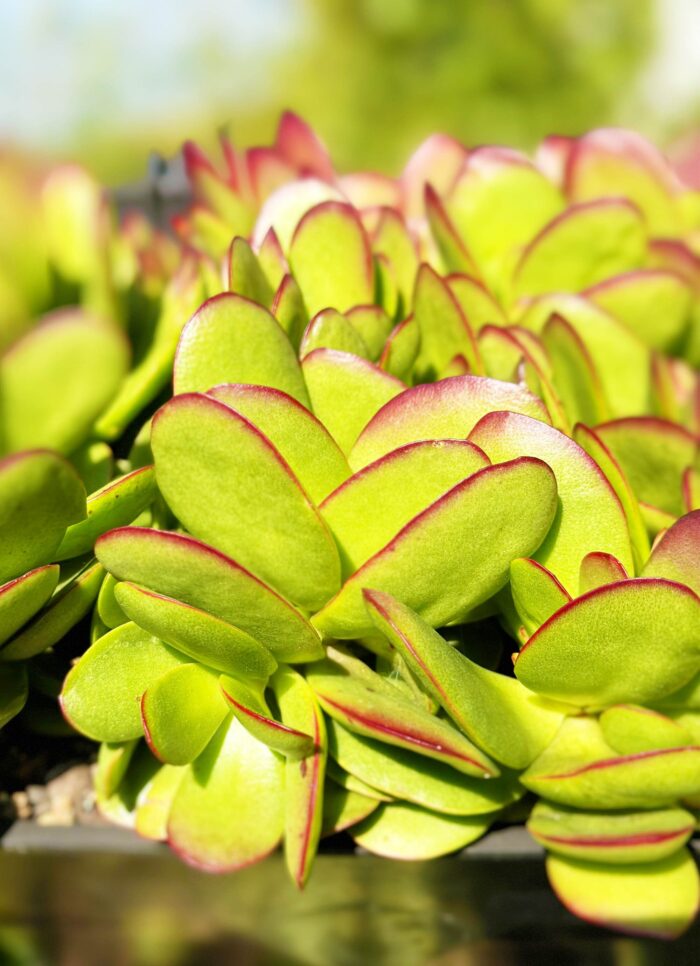 Cutting – Crassula Platyphylla sp. - Image 4