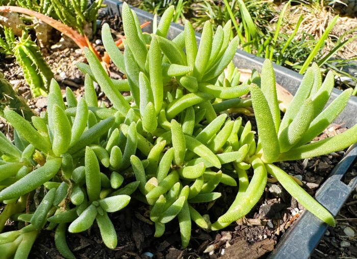 Cutting – Delosperma sp. Ice Plant - Image 4