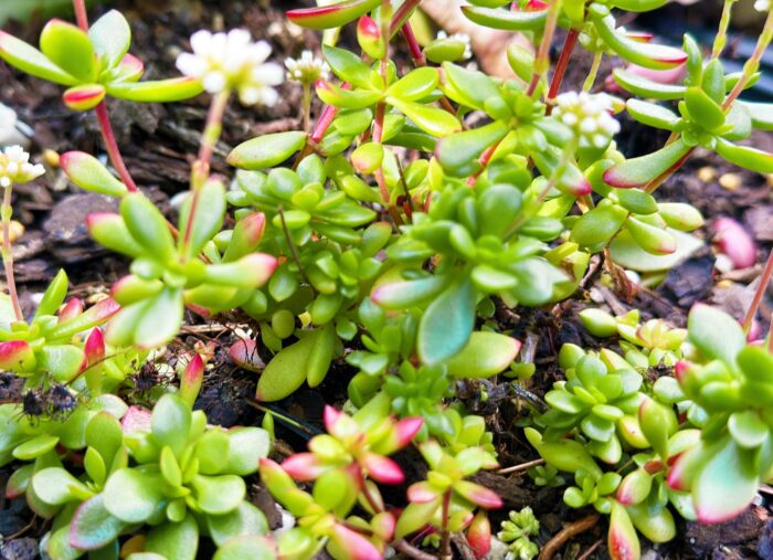 Cutting – Crassula Pubescens subsp. Radicans - Image 3