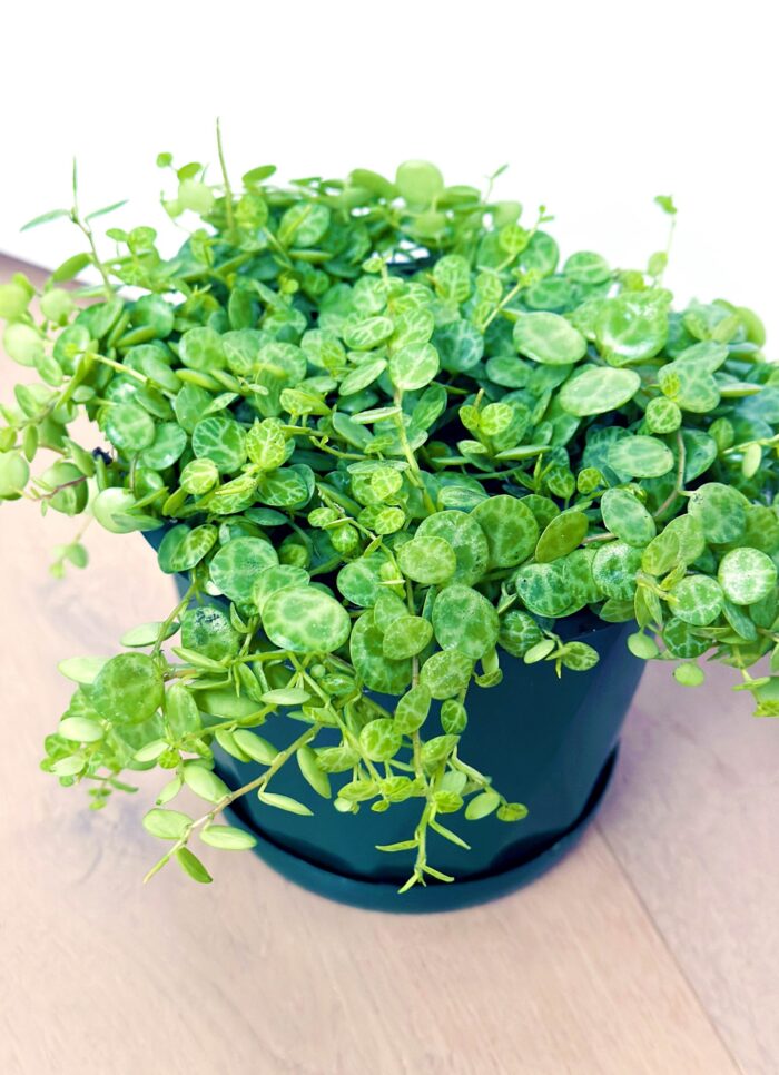 String of Turtles, Jade Necklace, Peperomia Prostrata - 13cm Potted Plant - Image 4
