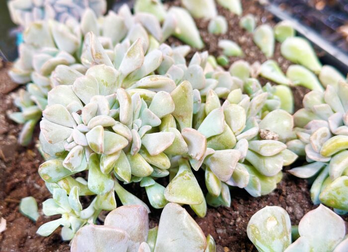 Cutting – Echeveria Cubic Frost Cristata