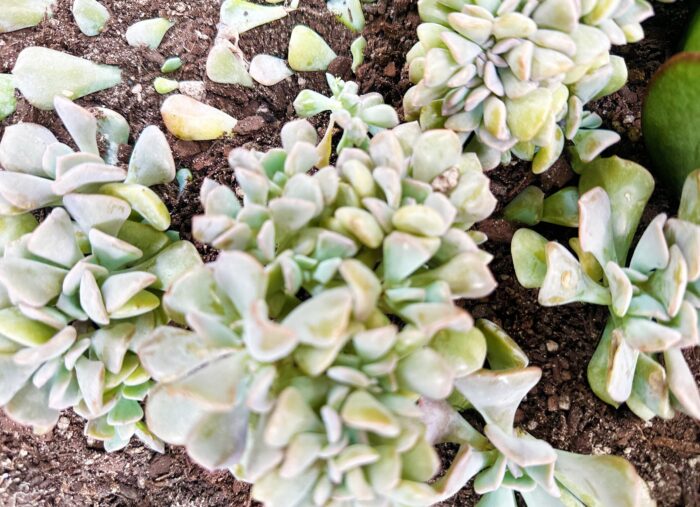 Cutting – Echeveria Cubic Frost Cristata - Image 3