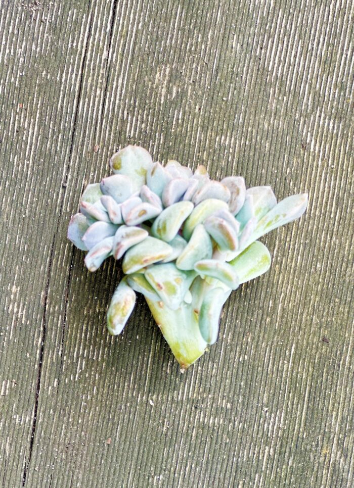 Cutting – Echeveria Cubic Frost Cristata - Image 2
