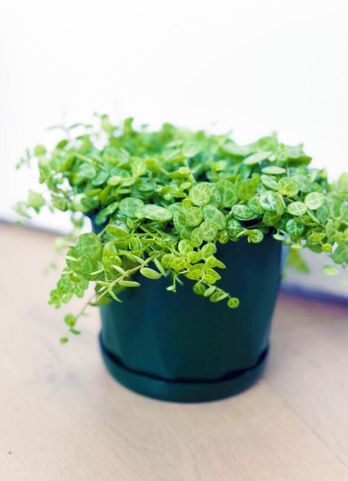String of Turtles, Jade Necklace, Peperomia Prostrata - 13cm Potted Plant - Image 5