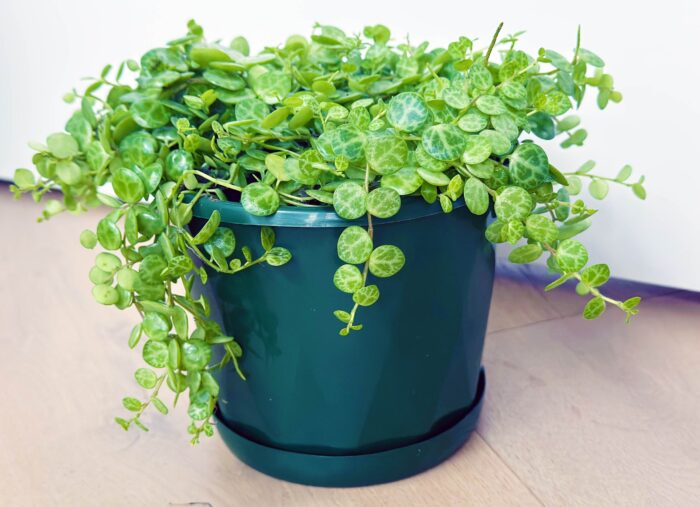 String of Turtles, Jade Necklace, Peperomia Prostrata - 13cm Potted Plant