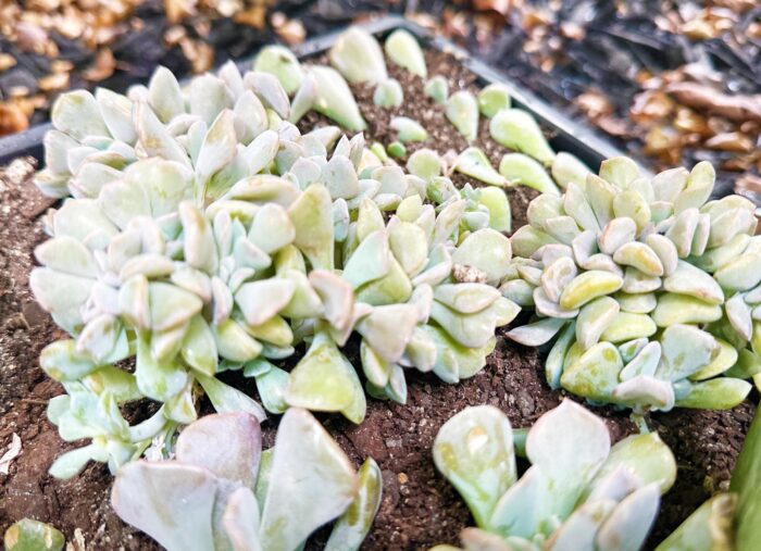 Cutting – Echeveria Cubic Frost Cristata - Image 4