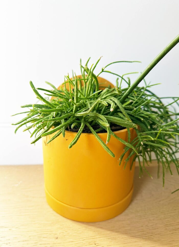 Cutting – Rhipsalis Teres f. Prismatica 'Mistletoe Cactus' - Image 3