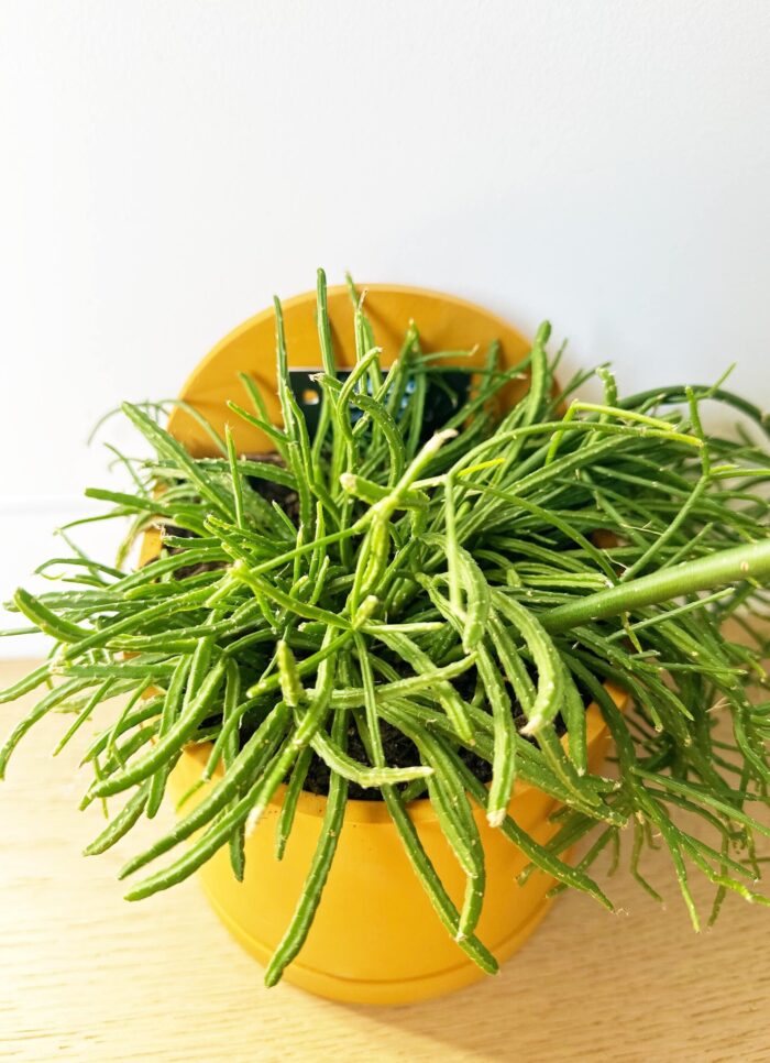 Cutting – Rhipsalis Teres f. Prismatica 'Mistletoe Cactus'