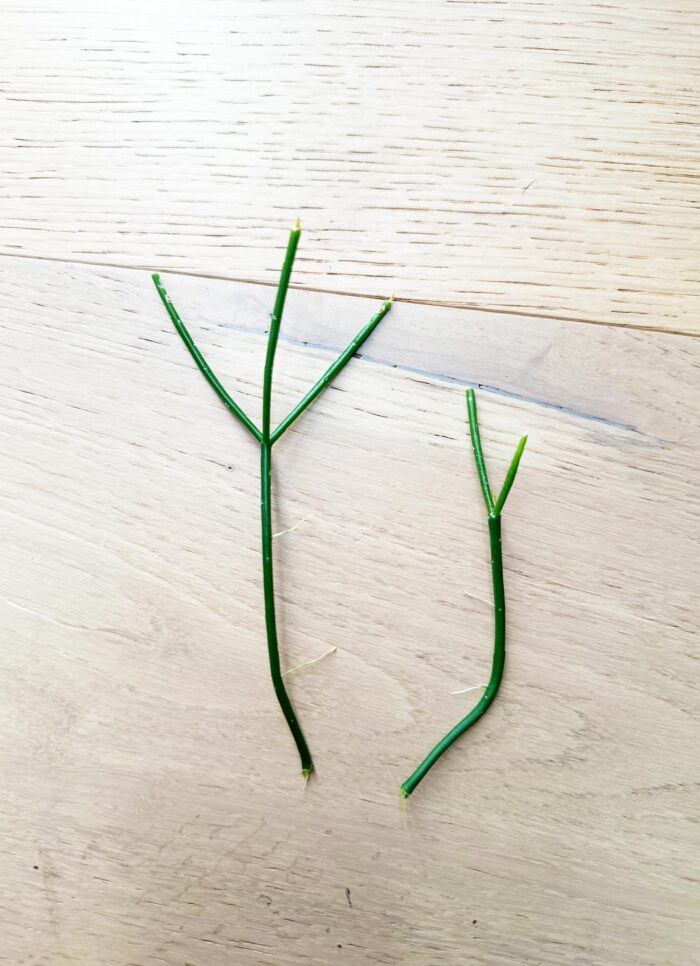 Cutting – Rhipsalis Teres f. Prismatica 'Mistletoe Cactus' - Image 4