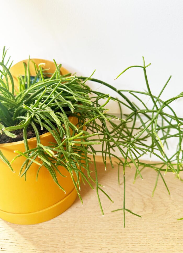 Cutting – Rhipsalis Teres f. Prismatica 'Mistletoe Cactus' - Image 2
