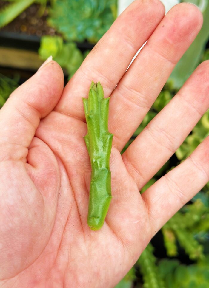 Cutting – Orbea Variety, Starfish Flower Cactus - Image 4