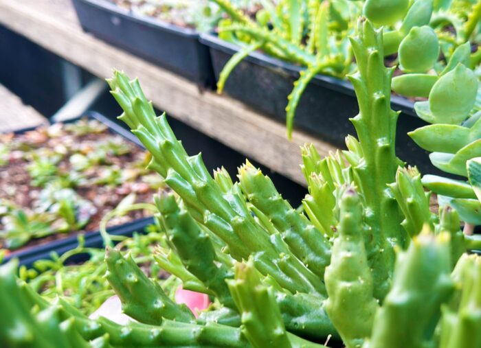 Cutting – Orbea Variety, Starfish Flower Cactus - Image 3
