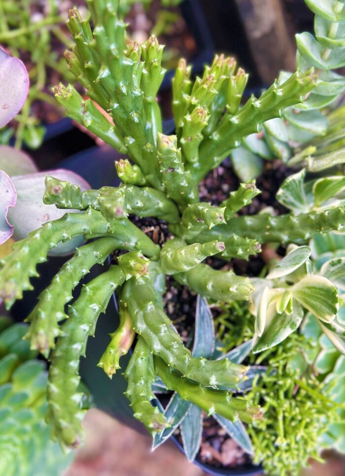 Cutting – Orbea Variety, Starfish Flower Cactus
