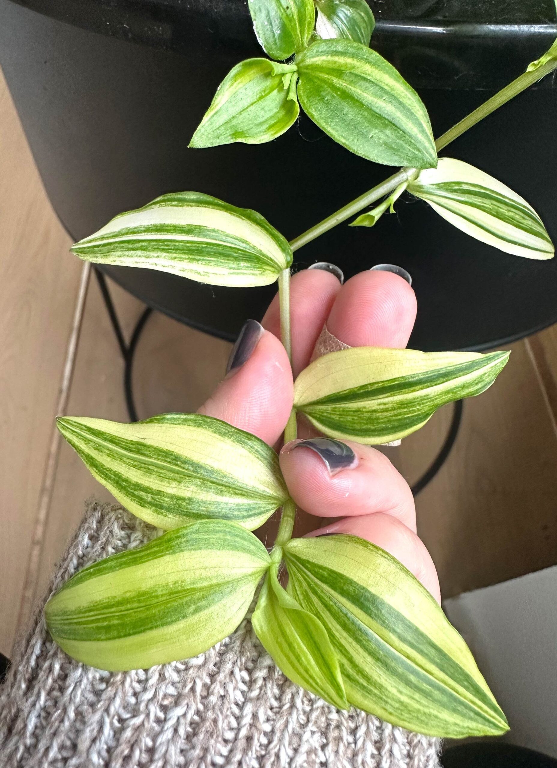 Cutting – Tradescantia 'Golden Hill' Fluminensis Variegata - Image 5