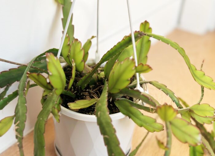 Cutting – Lepismium Cruciforme v Anceps ‘Mistletoe Cactus’ - Image 2