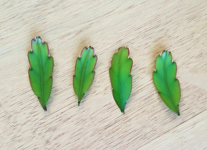 Cutting – Lepismium Cruciforme v Anceps ‘Mistletoe Cactus’ - Image 3