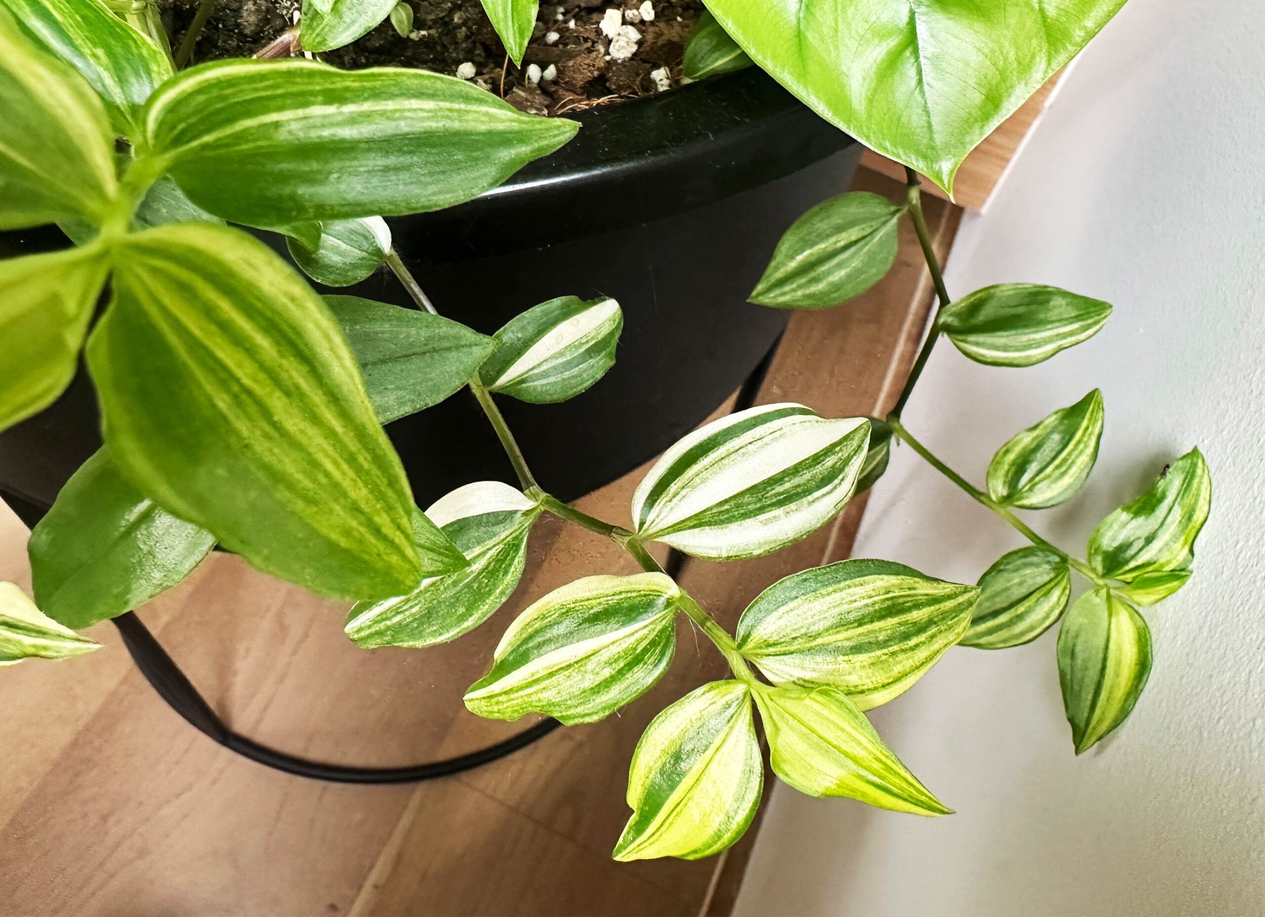 Cutting – Tradescantia 'Golden Hill' Fluminensis Variegata - Image 6