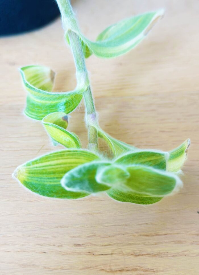 Cutting – Tradescantia Sillamontana Variegata