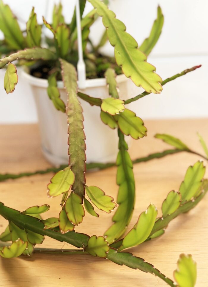 Cutting – Lepismium Cruciforme v Anceps ‘Mistletoe Cactus’