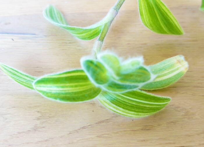Cutting – Tradescantia Sillamontana Variegata - Image 3