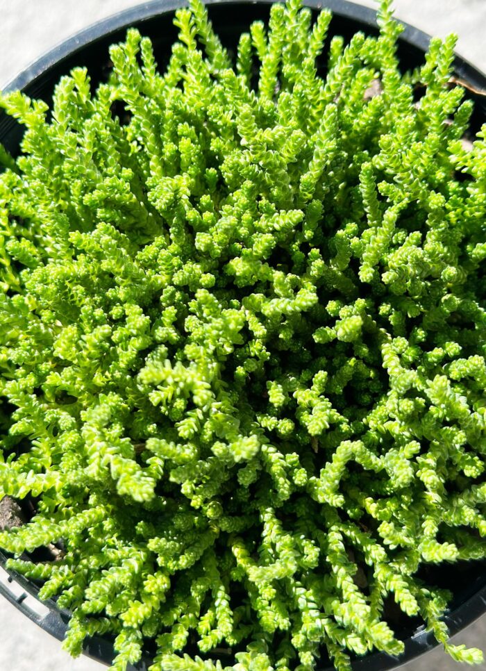 Cutting – Sedum Acre Green Stonecrop
