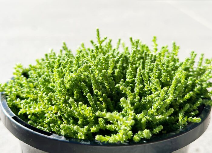 Cutting – Sedum Acre Green Stonecrop - Image 2