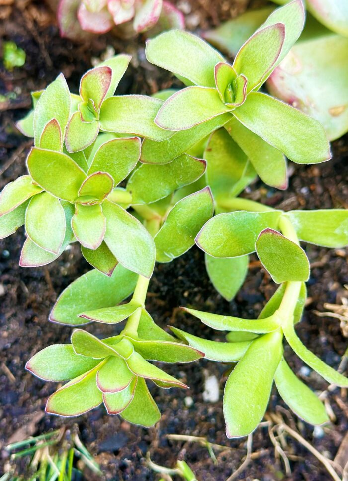 Cutting – Crassula Nudicaulis var. - Image 2