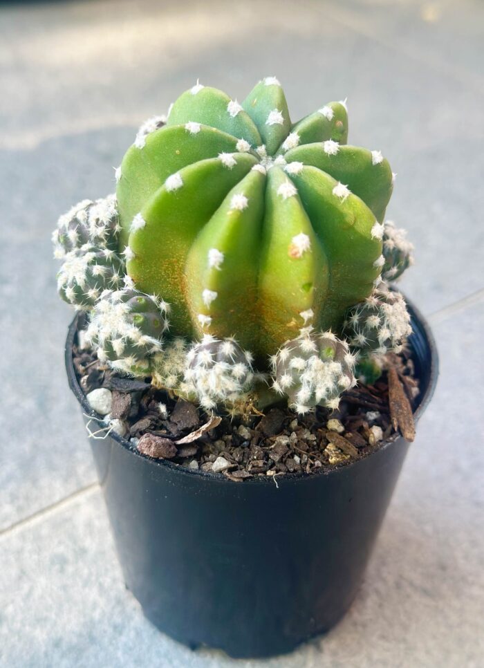 Cutting – Echinopsis Subdenudata var. Compacta