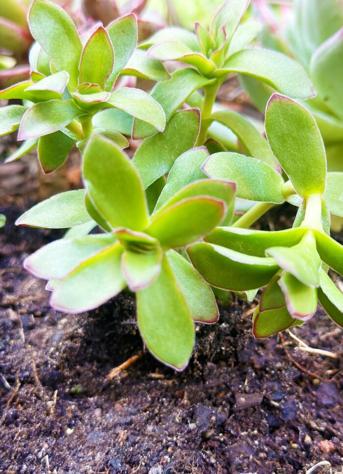 Cutting – Crassula Nudicaulis var.