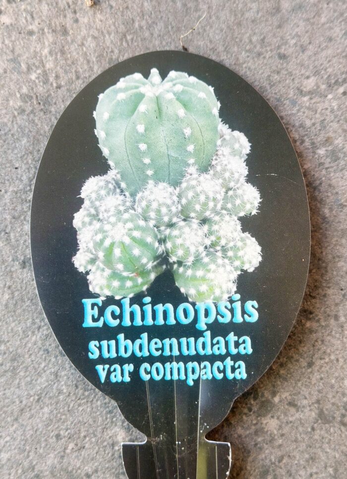 Cutting – Echinopsis Subdenudata var. Compacta - Image 4