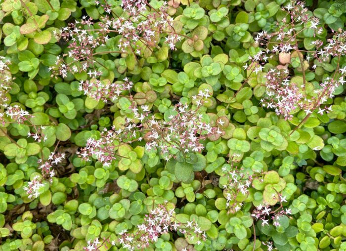 Cutting – Fairy Crassula, Crassula Multicava