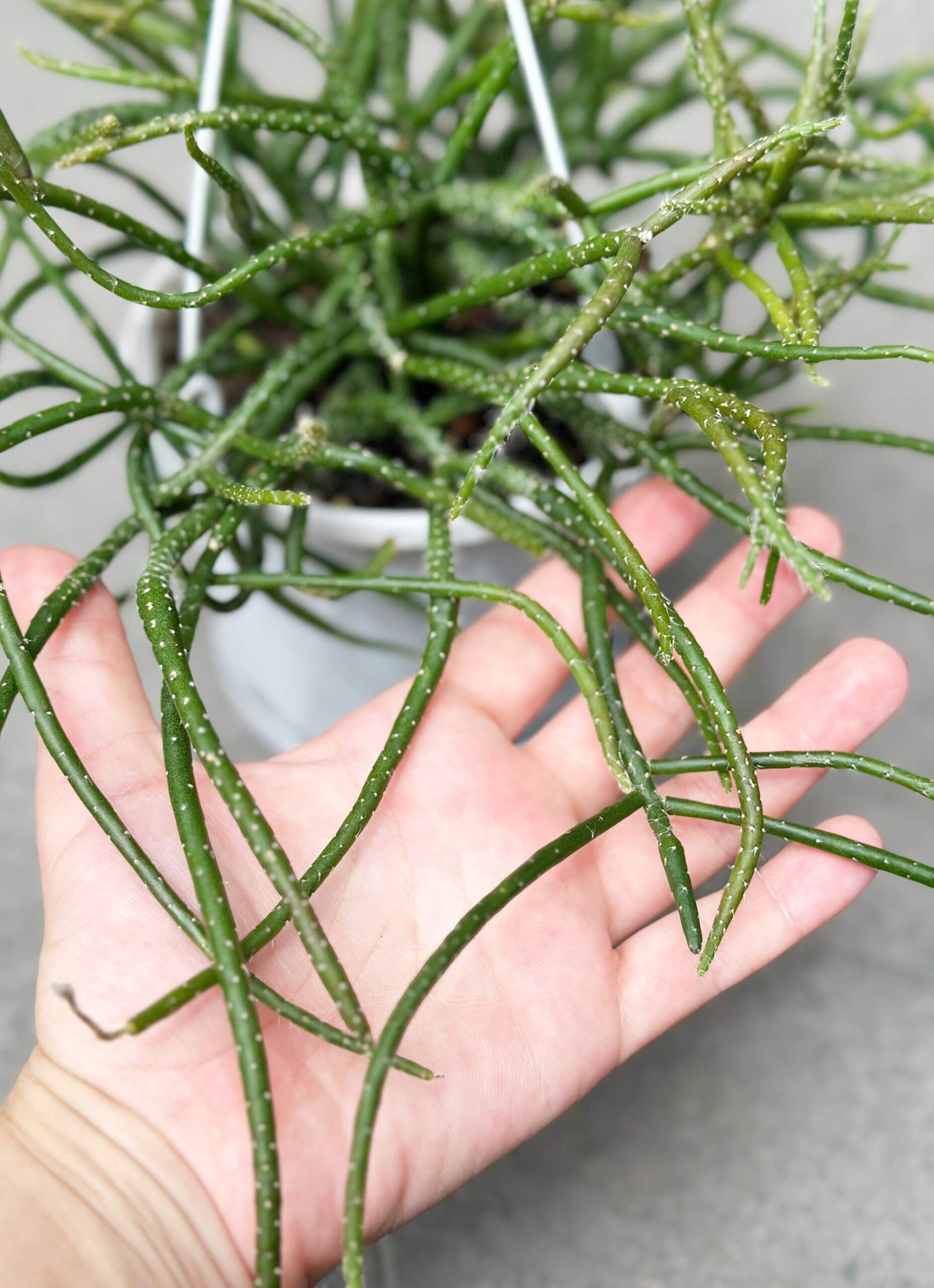 Rhipsalis Horrida ‘Mistletoe Cactus’ – Potted Plant - Image 3