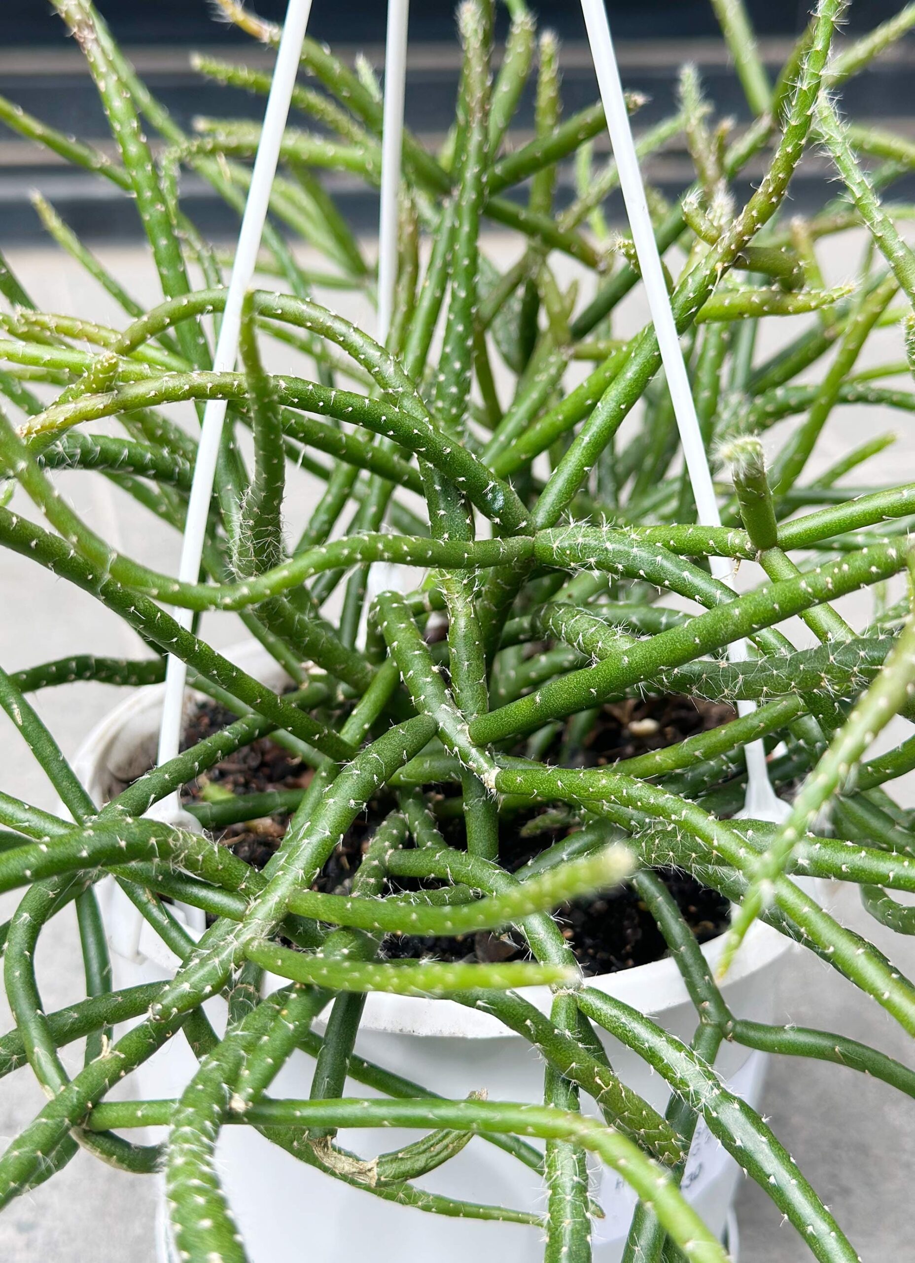 Rhipsalis Horrida ‘Mistletoe Cactus’ – Potted Plant