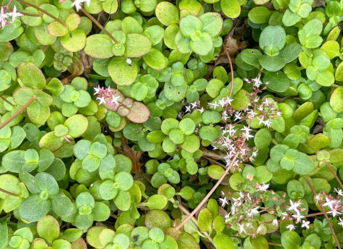 Cutting – Fairy Crassula, Crassula Multicava - Image 2