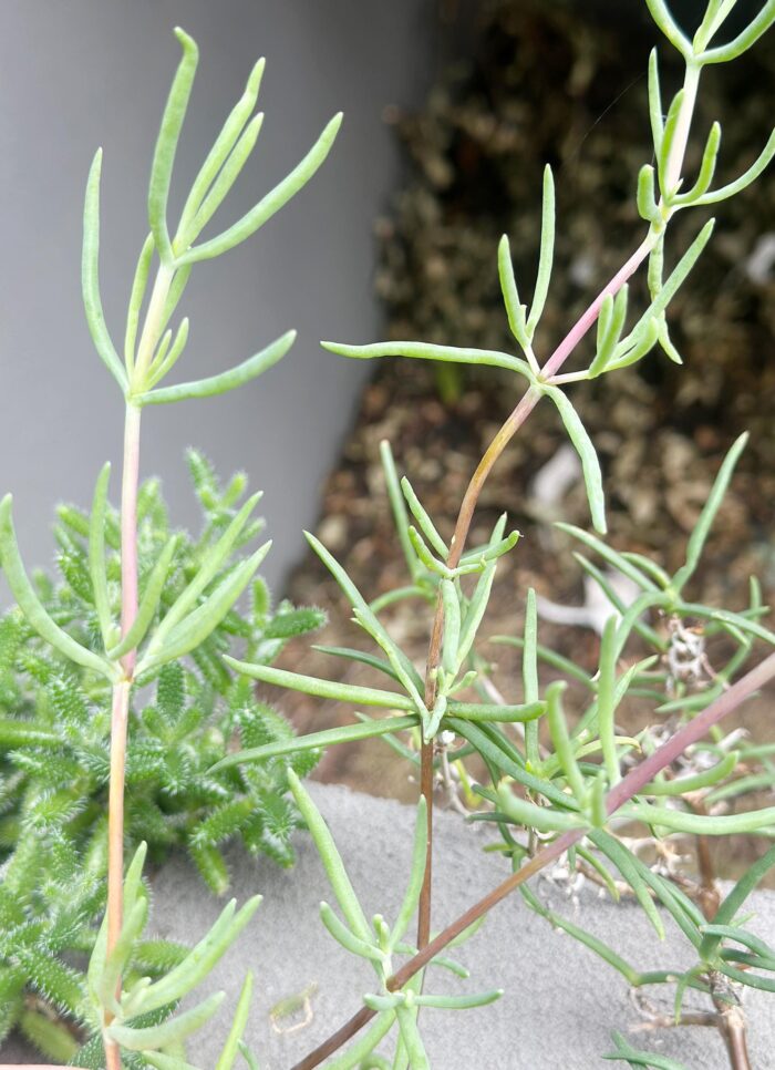 Cutting – Lampranthus sp. Creeping Ice Plant - Image 2