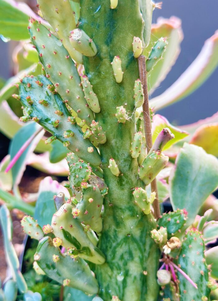 Cutting – Opuntia Monacantha Variegated Cactus - Image 2
