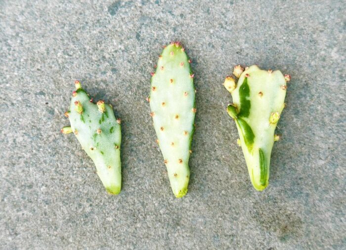 Cutting – Opuntia Monacantha Variegated Cactus - Image 3