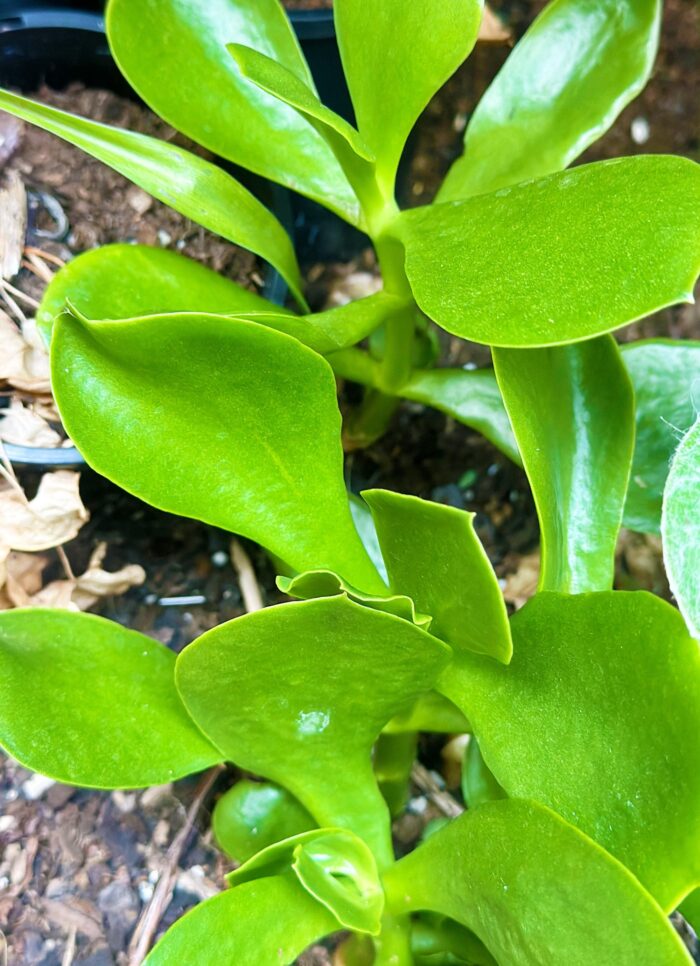 Cutting – Large Kalanchoe sp. - Image 2