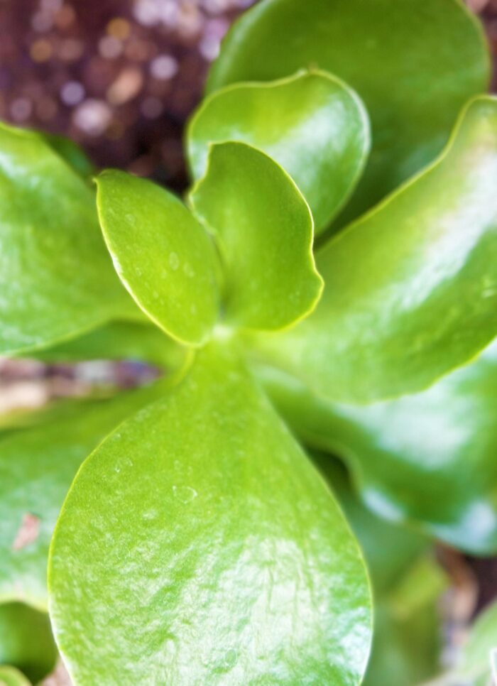 Cutting – Large Kalanchoe sp.