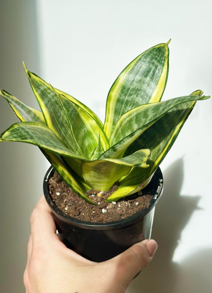Snake Plant, Mother-in-Law’s Tongue, Golden Hahnii – 10cm Potted Plant - Image 5