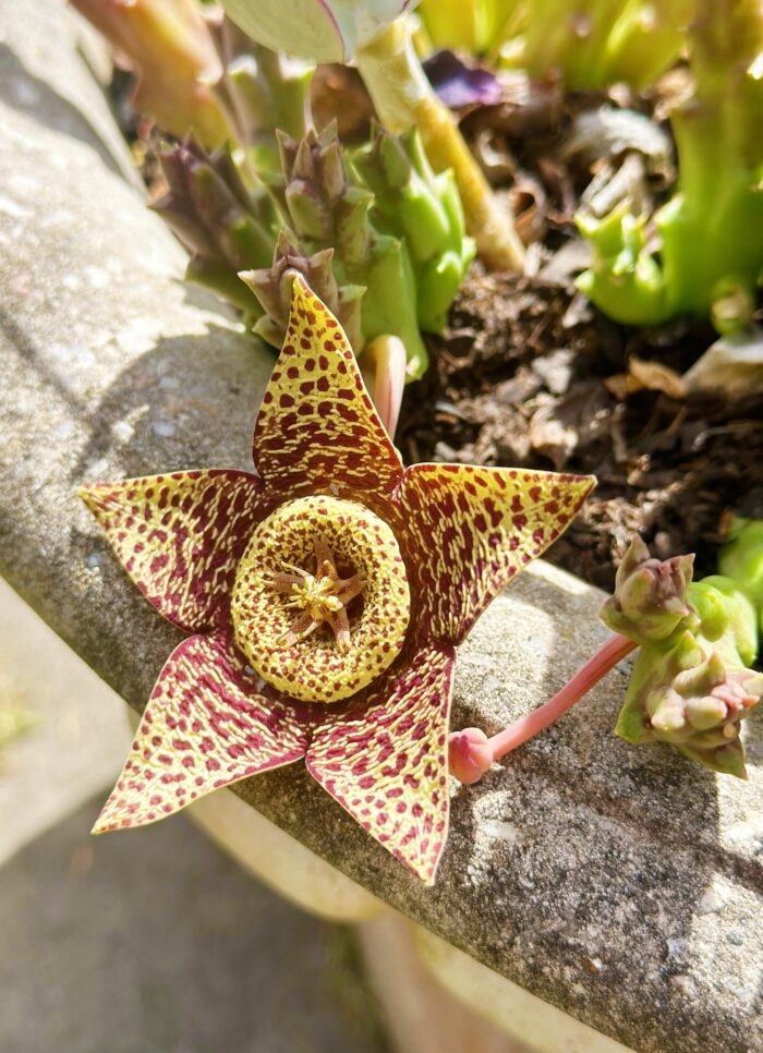 Cutting – Orbea Variety, Starfish Flower Cactus - Image 2