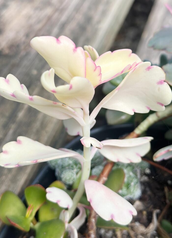 Cutting – Kalanchoe Fedtschenkoi Variegata, Lavender Scallops - Image 3