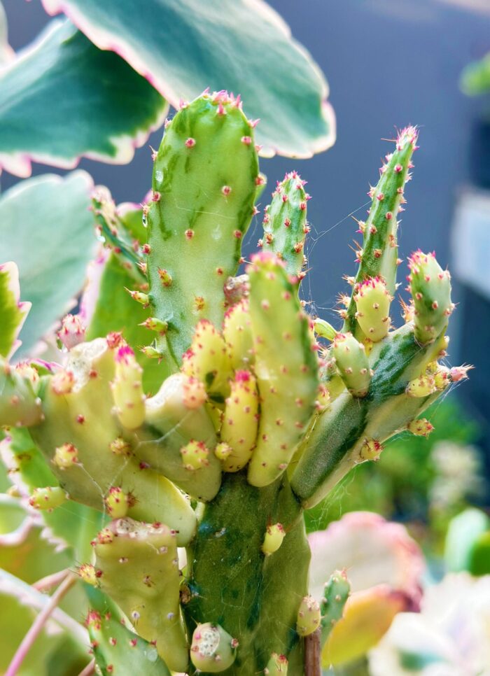 Cutting – Opuntia Monacantha Variegated Cactus