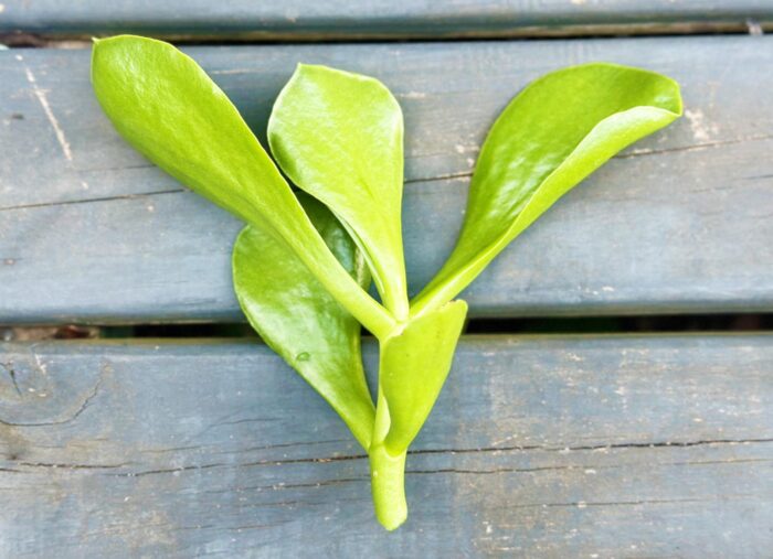 Cutting – Large Kalanchoe sp. - Image 3
