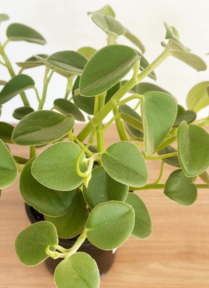 Cutting – Felted Peperomia, Peperomia Incana - Image 2