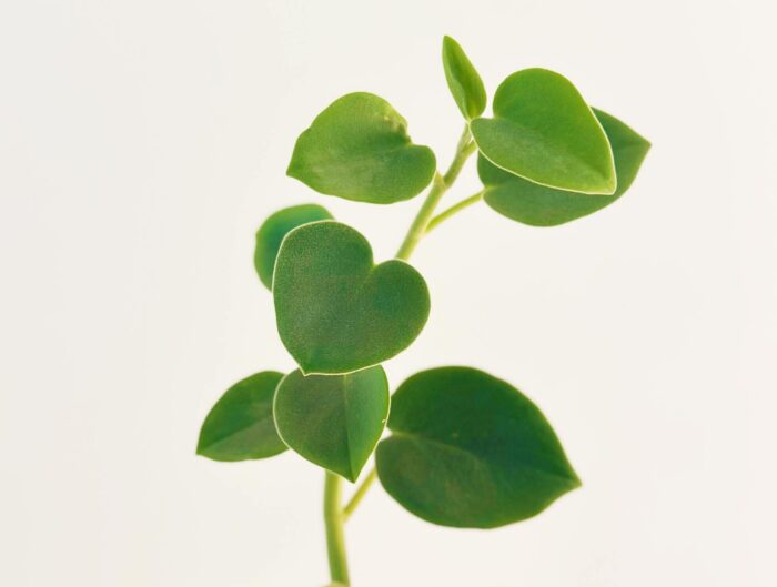 Cutting – Felted Peperomia, Peperomia Incana - Image 4