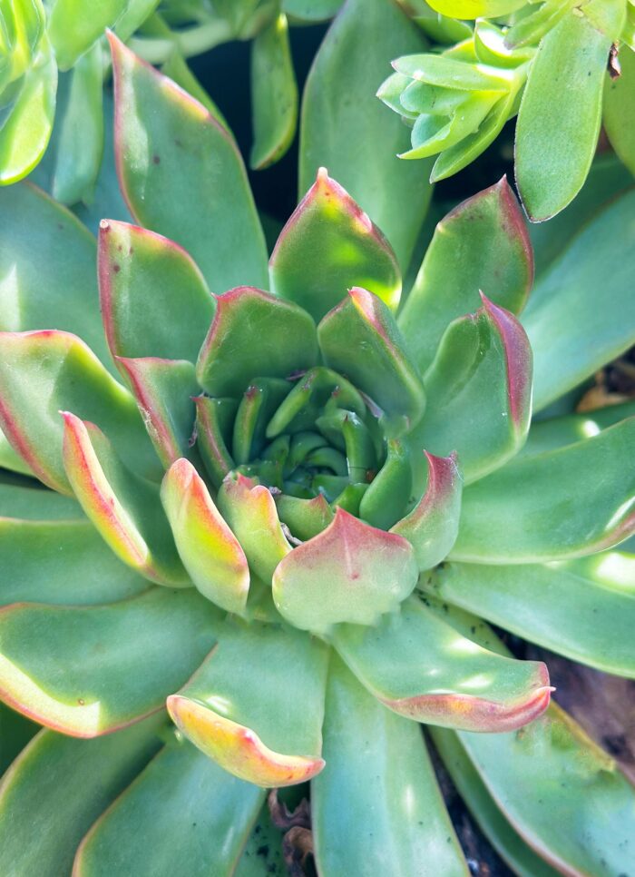 Cutting – Echeveria Benimusume