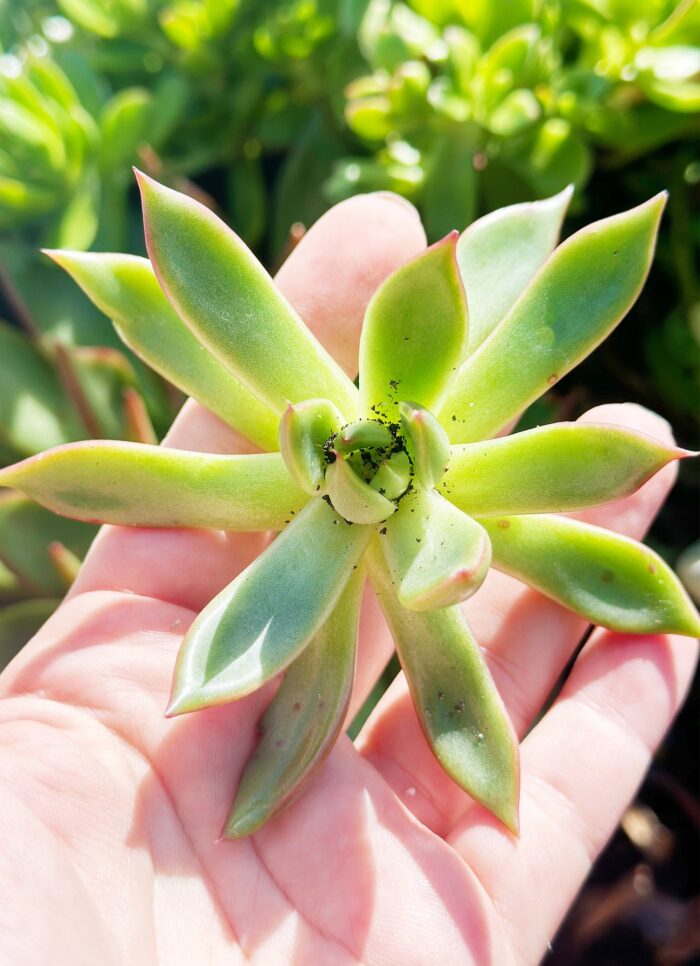Cutting – Echeveria Benimusume - Image 2